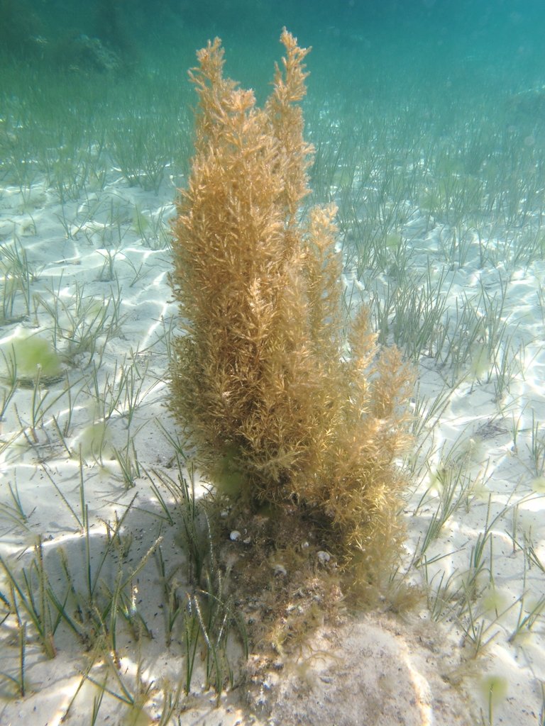 Cystoseira humilis