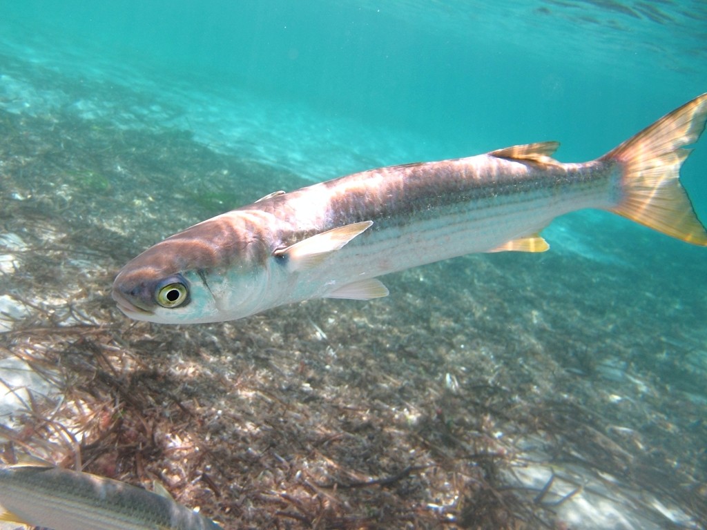 Крупная рыба черное море