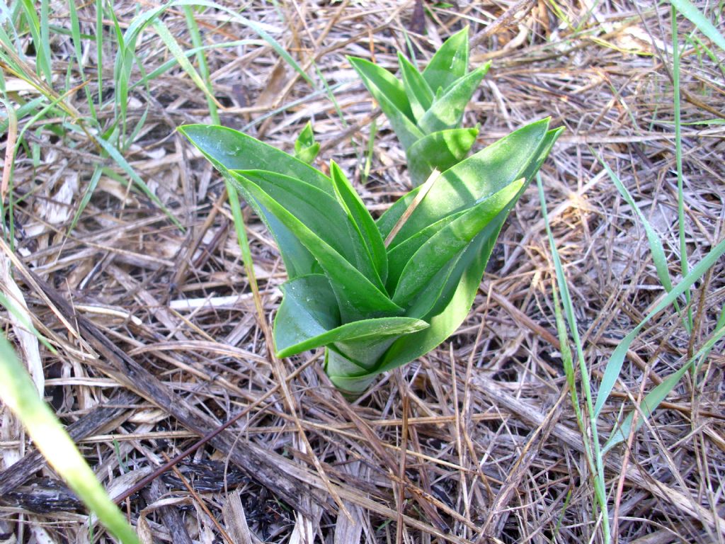 Drimia maritima (L.) Stearn