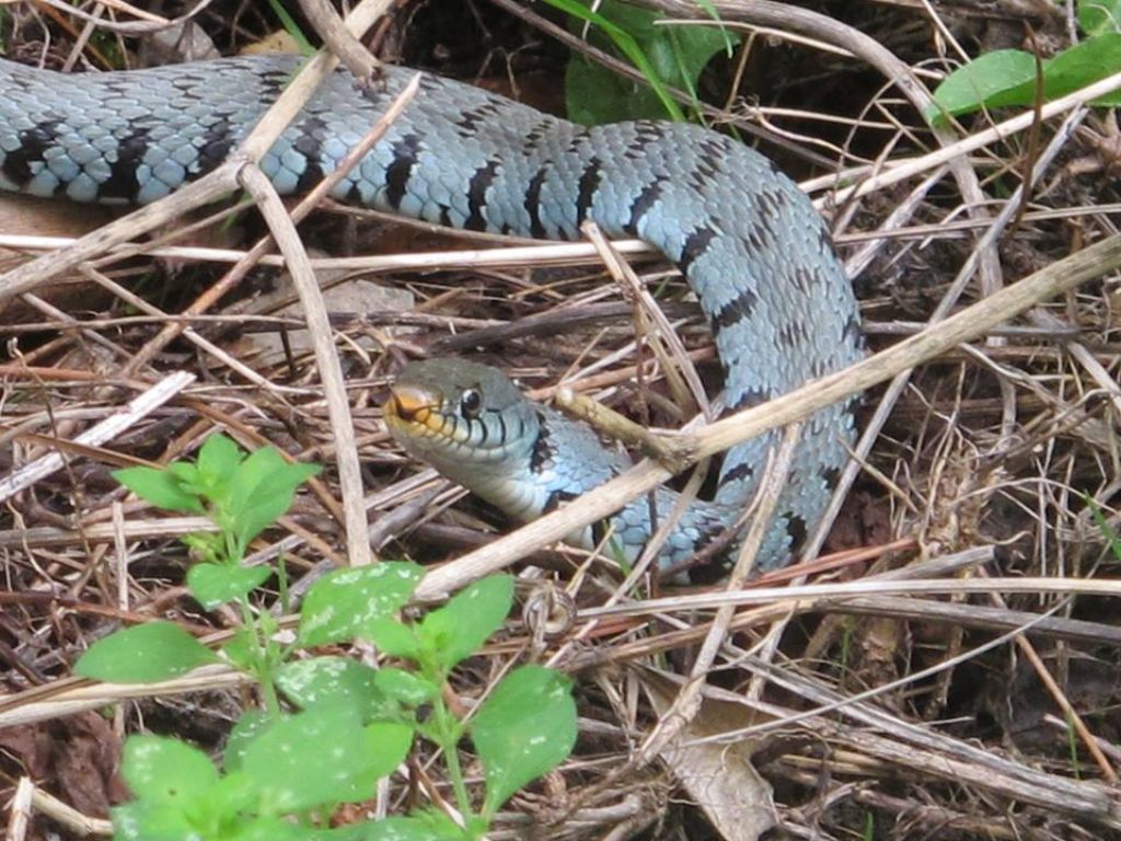 Giri per boschi un intera giornata e non trovi nulla ma.....