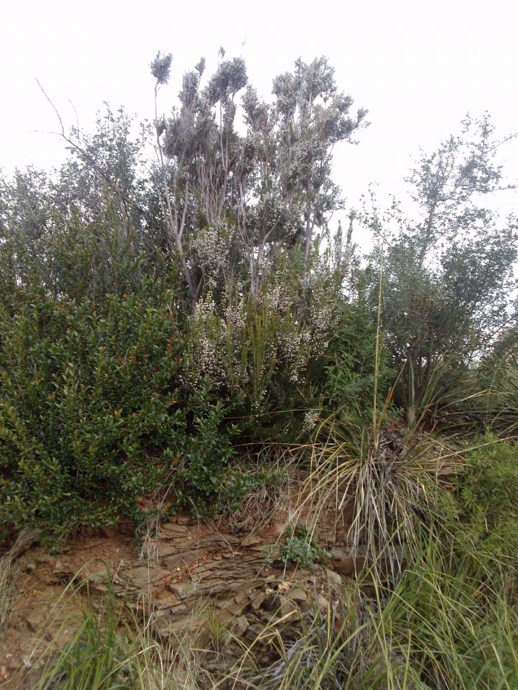 Erica arborea