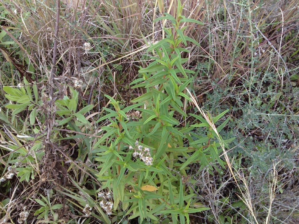 Cistus monspeliensis