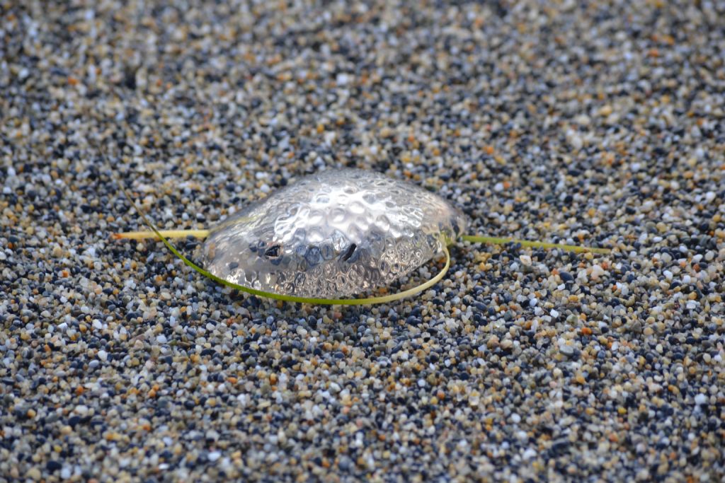 Quale specie di medusa?