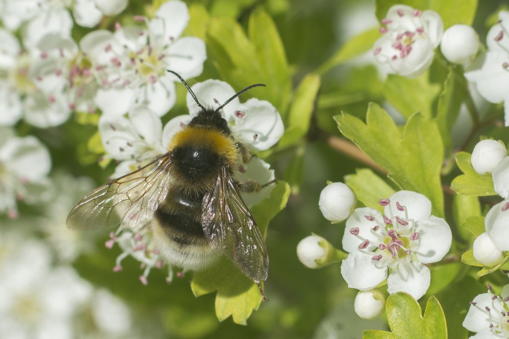 ID Please, Bumblebee:  Bombus cfr. terrestris (Apidae)