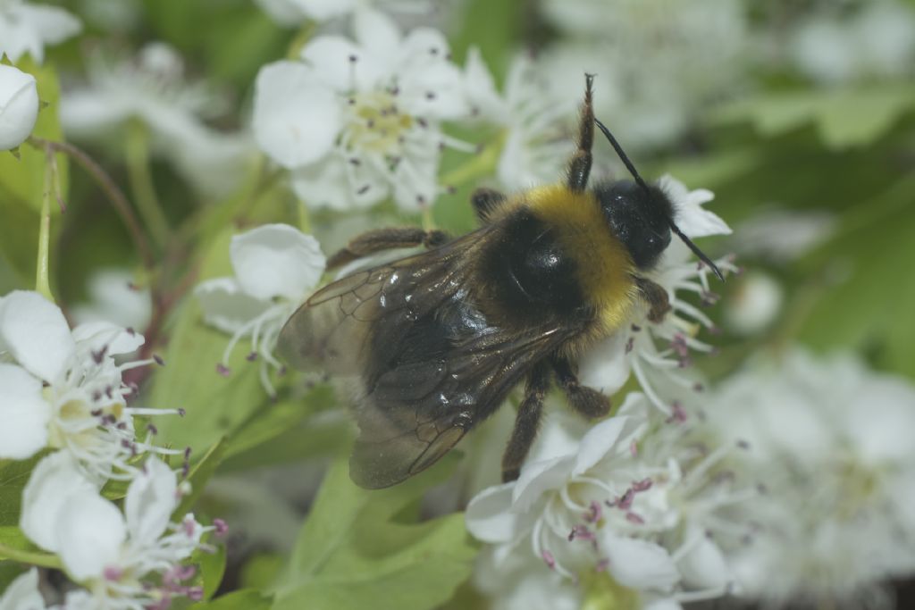 ID Please, Bumblebee