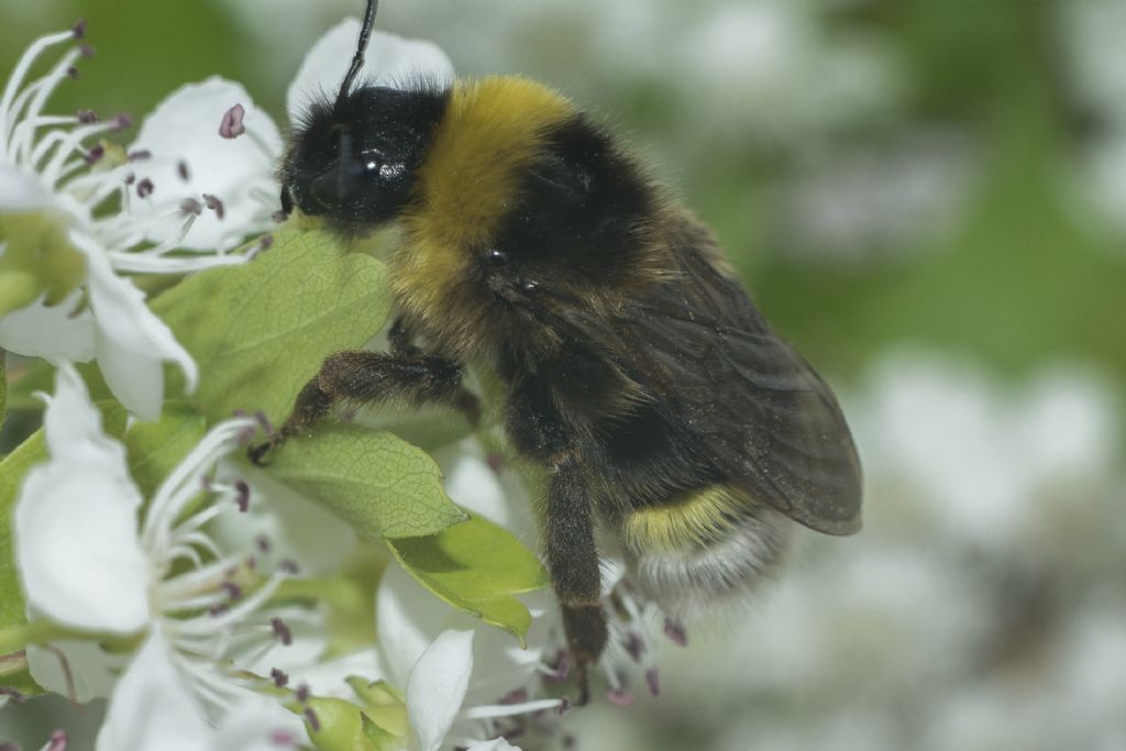 ID Please, Bumblebee