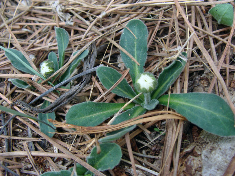 Bellis perennis