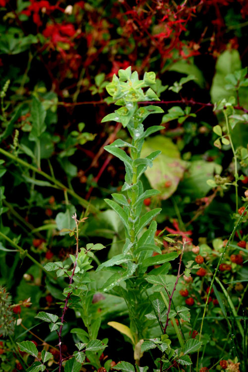 Euphorbia hirsuta / Euforbia pubescente