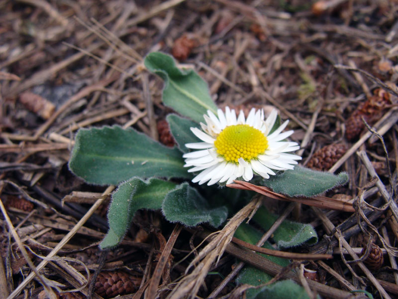 Bellis perennis