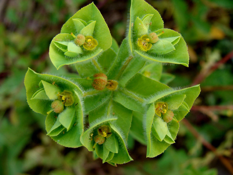 Euphorbia hirsuta / Euforbia pubescente