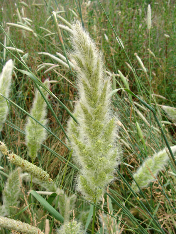 Polypogon monspeliensis