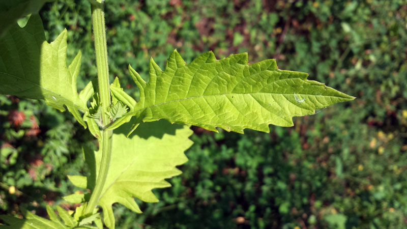 Lycopus europaeus / Erba sega comune