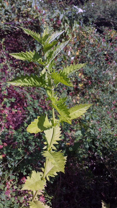 Lycopus europaeus / Erba sega comune