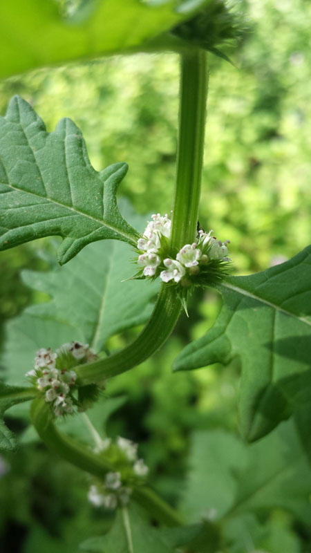 Lycopus europaeus / Erba sega comune