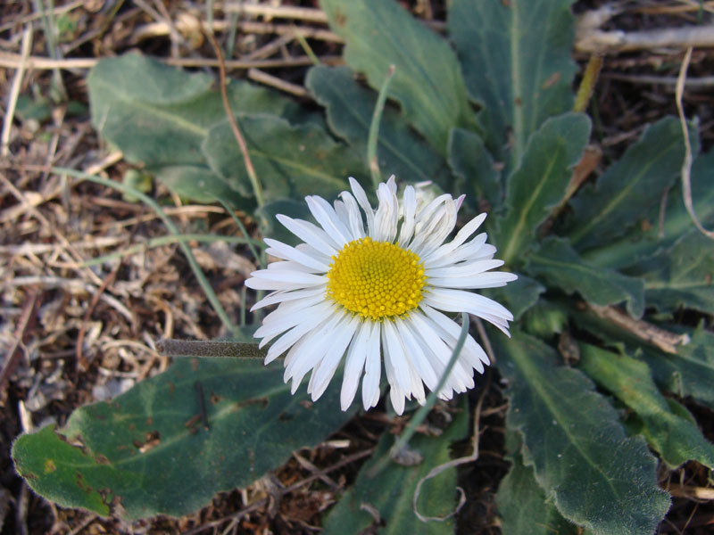 Bellis perennis