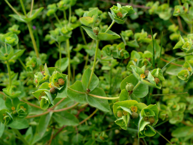 Euphorbia hirsuta / Euforbia pubescente