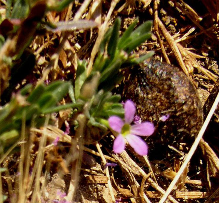 Lythrum cfr. hyssopifolia