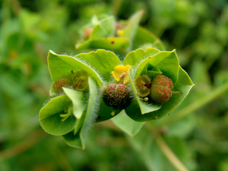 Euphorbia hirsuta / Euforbia pubescente