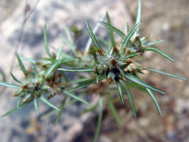 Logfia gallica (=Filago gallica) / Bambagia francese