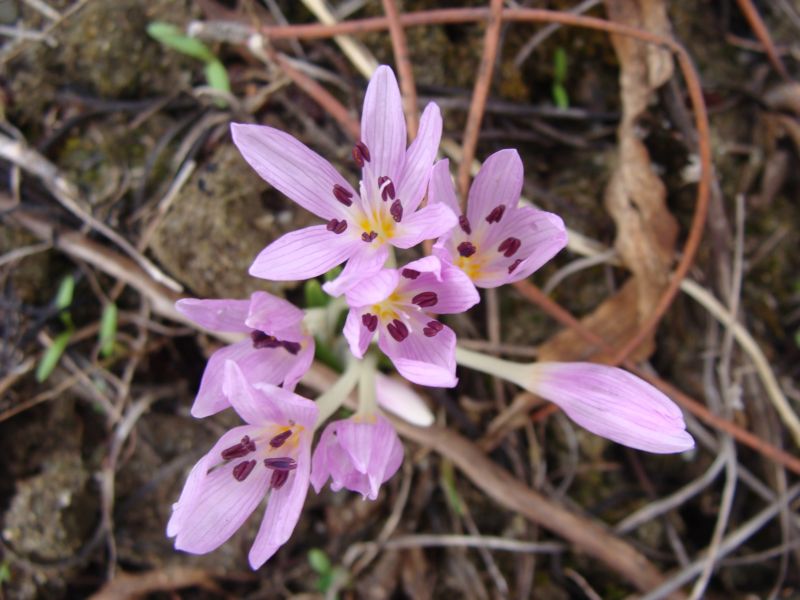 Colchicum cupanii