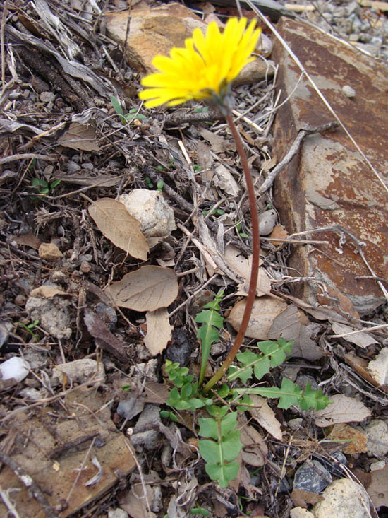 Asteracea - Taraxacum sp.