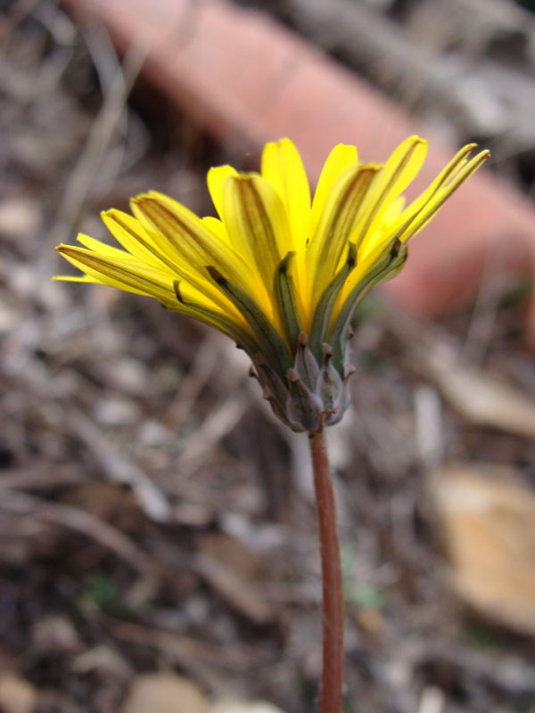 Asteracea - Taraxacum sp.