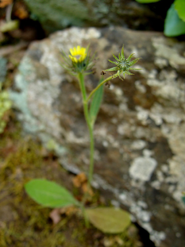 Tolpis umbellata / Radicchio ombrellato