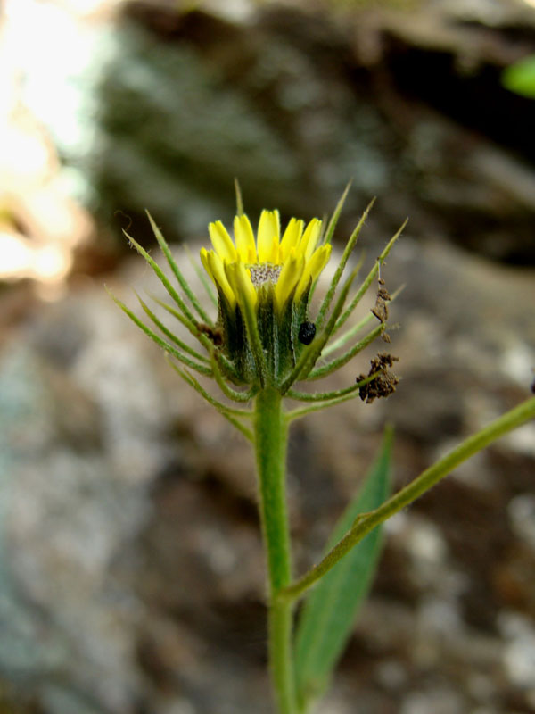 Tolpis umbellata / Radicchio ombrellato