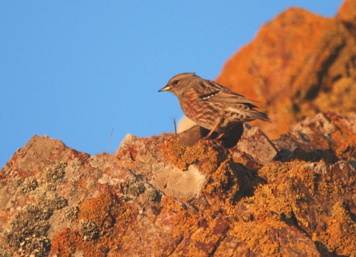 Passera scopaiola (Prunella modularis) ?   No, Sordone (Prunella collaris)