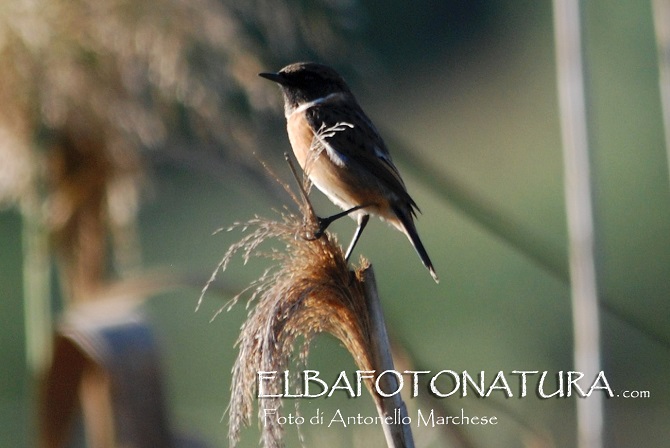 id. passeriformi: Beccamoschino (Cisticola juncidis) e Saltimpalo  (Saxicola torquatus)