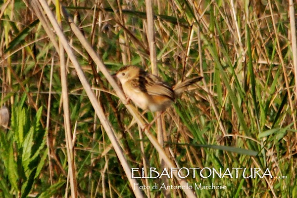 id. passeriformi: Beccamoschino (Cisticola juncidis) e Saltimpalo  (Saxicola torquatus)