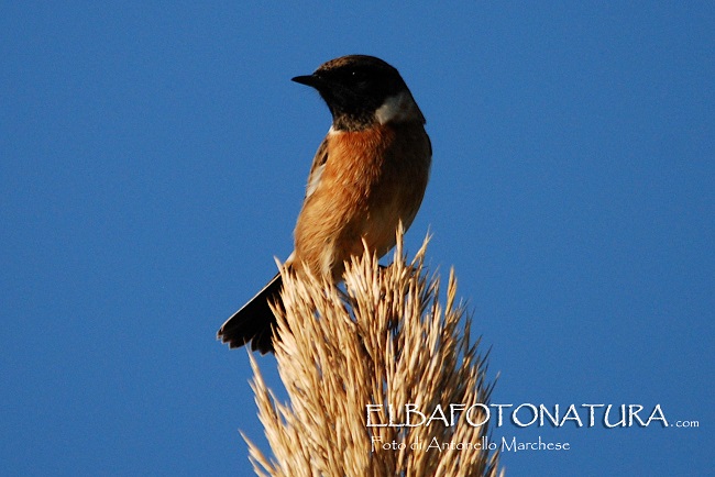 id. passeriformi: Beccamoschino (Cisticola juncidis) e Saltimpalo  (Saxicola torquatus)