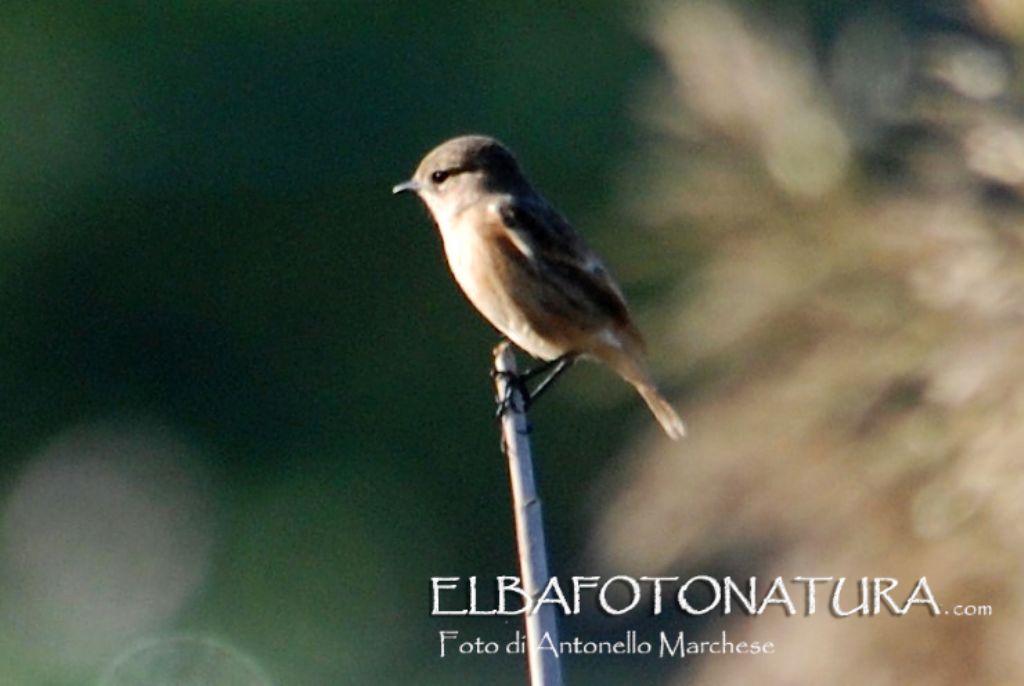 id. passeriformi: Beccamoschino (Cisticola juncidis) e Saltimpalo  (Saxicola torquatus)