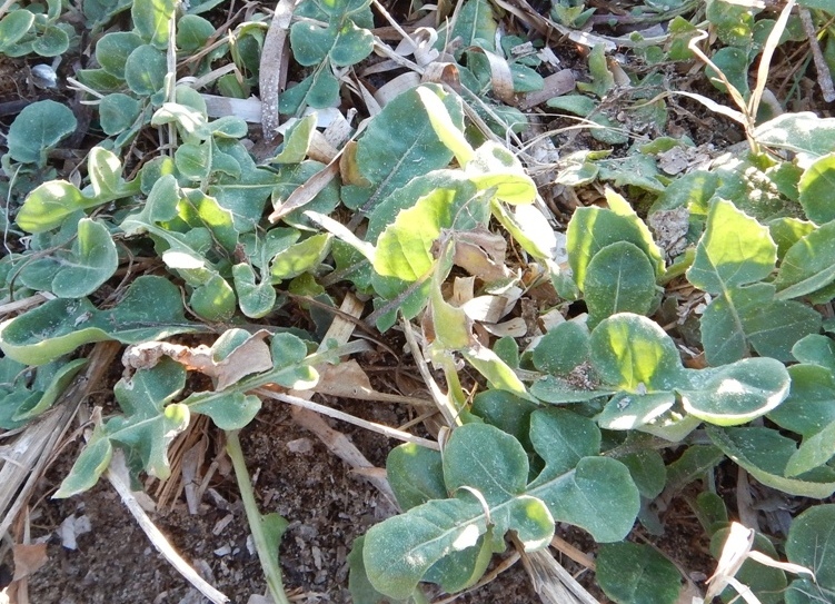 Fiordaliso delle spiagge:  Centaurea sphaerocephala