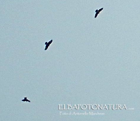 riconoscimento rapaci:  probabili Poiane (Buteo buteo)