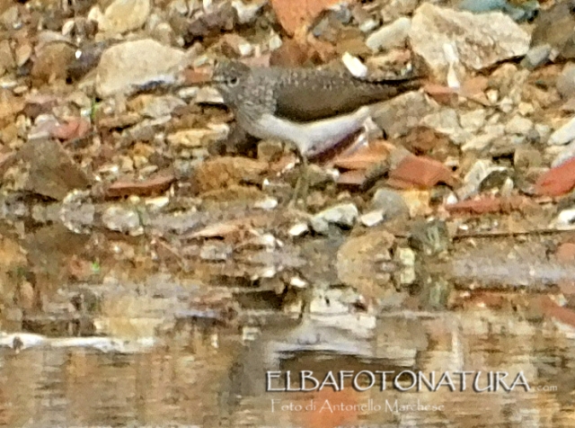 Piro piro culbianco (Tringa ochropus)