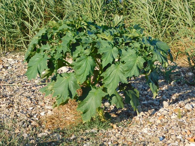 Datura sp.