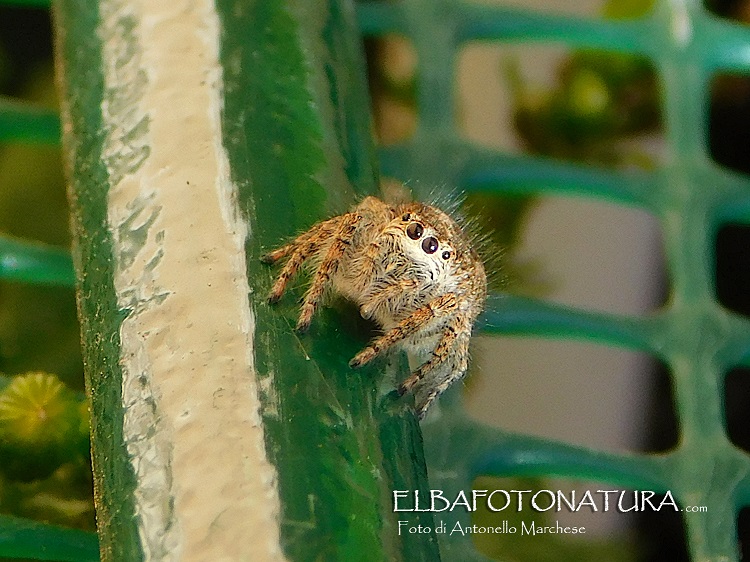 Carrhotus-xanthogramma? No, Philaeus chrysops, femmina - Portoferraio (LI)