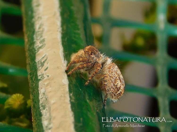 Carrhotus-xanthogramma? No, Philaeus chrysops, femmina - Portoferraio (LI)