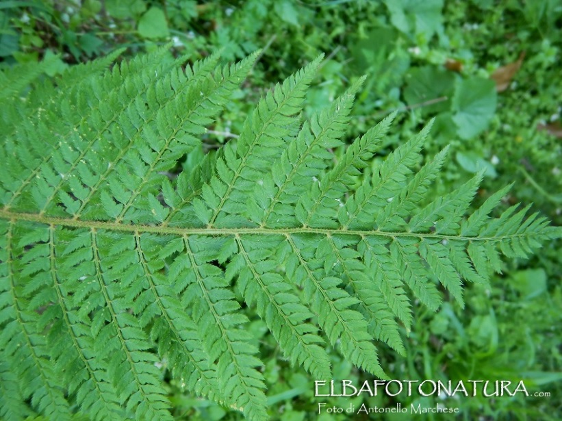 Felce: Dryopteris sp da determinare