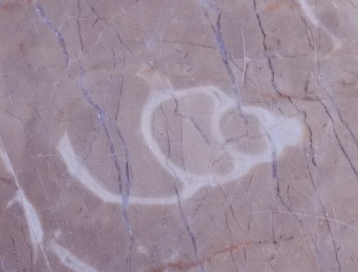 fossili da determinare (?) ...