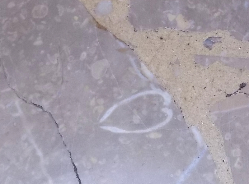 fossili da determinare (?) ...