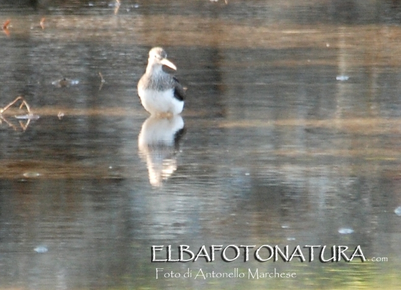 identificazione migratore limicolo: Piro piro culbianco (Tringa ochropus)