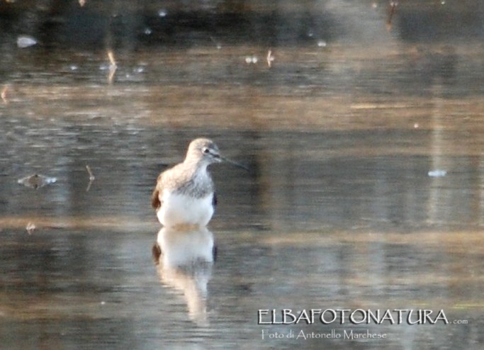 identificazione migratore limicolo: Piro piro culbianco (Tringa ochropus)