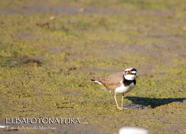 Avvistamento primaverile: Corriere piccolo  (Charadrius dubius) ? S  !