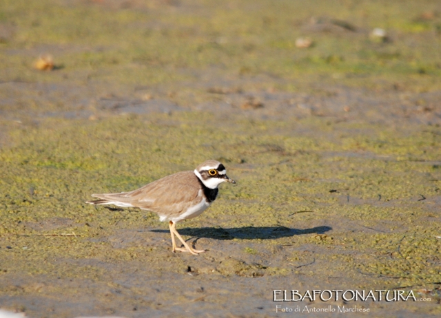 Avvistamento primaverile: Corriere piccolo  (Charadrius dubius) ? S  !