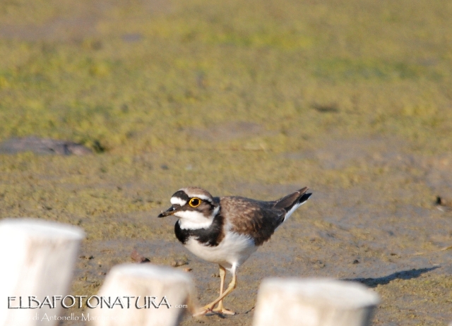 Avvistamento primaverile: Corriere piccolo  (Charadrius dubius) ? S  !