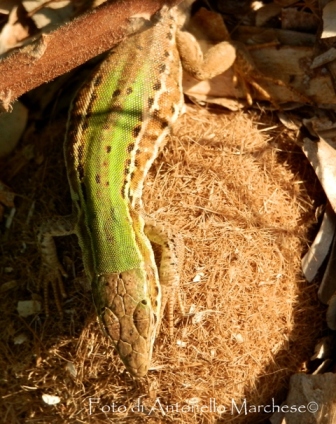 id lucertole arcipelago toscano