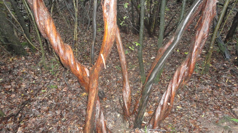 Arbutus unedo