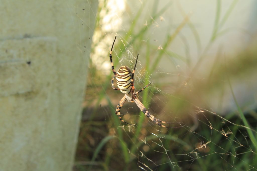 Argiope bruennichi - Cervia (RA)
